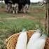 Dehqan Dairy Sales logosu