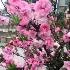 د Asia decoration and flower shop لوګو